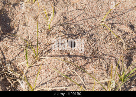 Northern bear spider Stock Photo