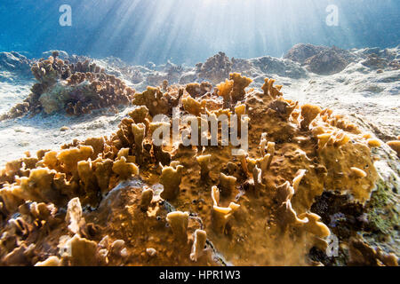 Millepora complanata, commonly known as blade fire coral, is a species ...