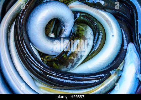 Live eel in  a barrel at the fish auction in Urk in the Netherlands Stock Photo