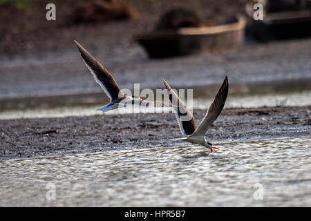 Indian skimmers fishing in the dawn light on lake in India Stock Photo