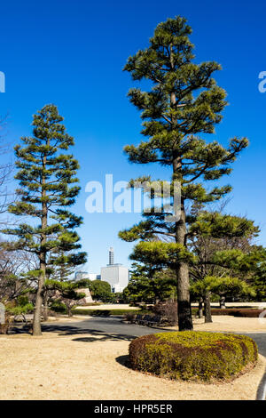 Native Japanese black pine trees in the East gardens of the Tokyo Imperial Palace and the Chiyoda Ward Office in the background. Stock Photo