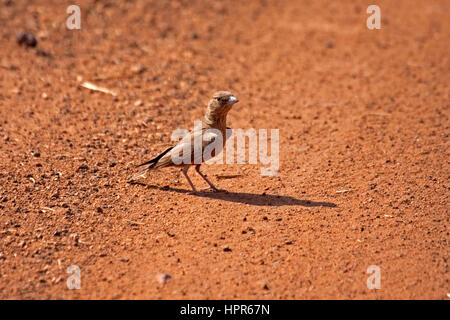 Rufous tailed lark at edge of dirt road in India Stock Photo