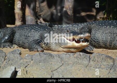 Crocodiles are large aquatic reptiles. Their size, morphology ...