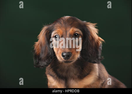 Healthy young longhaired dachshund dog puppy on green background in studio. Stock Photo