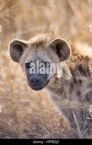 Spotted hyena are among the prominent wildlife of Kruger National Park, South Africa. Stock Photo