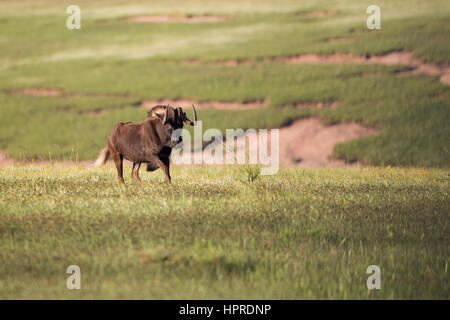 Endemic black wildebeest roam free in Golden Gate Highlands National Park, South Africa. Stock Photo