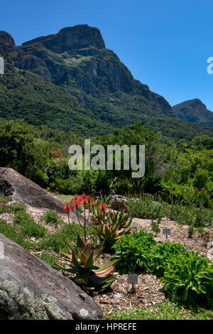 Kirstenbosch National Botanical garden,Cape Town,South Africa Stock Photo