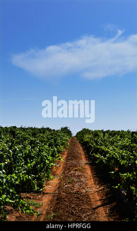 The vinyards at Durbanville hills winery estate near Cape Town, South ...