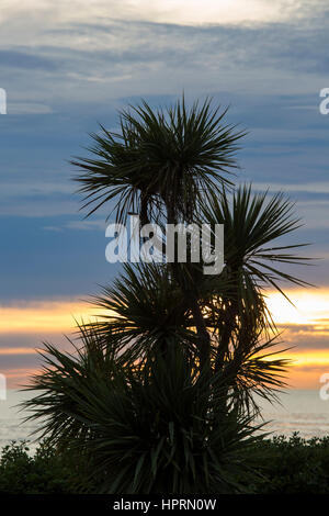 Kaikoura, Canterbury, New Zealand. Cabbage tree (Cordyline australis) silhouetted against dawn sky. Stock Photo