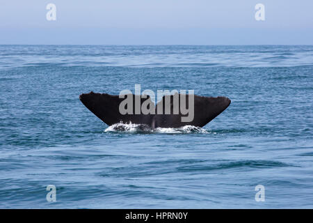 Kaikoura, Canterbury, New Zealand. The tail flukes of a sperm whale (Physeter macrocephalus) disappearing into the Pacific Ocean. Stock Photo