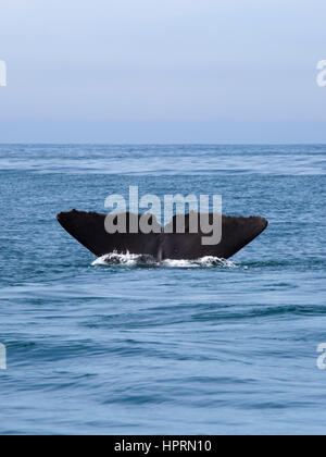 Kaikoura, Canterbury, New Zealand. The tail flukes of a sperm whale (Physeter macrocephalus) disappearing into the Pacific Ocean. Stock Photo
