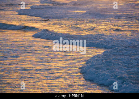 Dunedin, Otago, New Zealand. Surfer paddling out to ride waves from the Pacific Ocean off St Clair Beach, sunrise, golden light reflected in water. Stock Photo