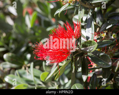 Dunedin, Otago, New Zealand. Pohutukawa (Metrosideros excelsa) flowering in the gardens of Larnach Castle, Otago Peninsula. Stock Photo