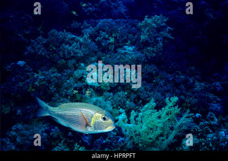 A bigeye emperor (Monotaxis grandoculis) beside a soft coral, with the reef in the background. Photographed in the Egyptian Red Sea. Stock Photo