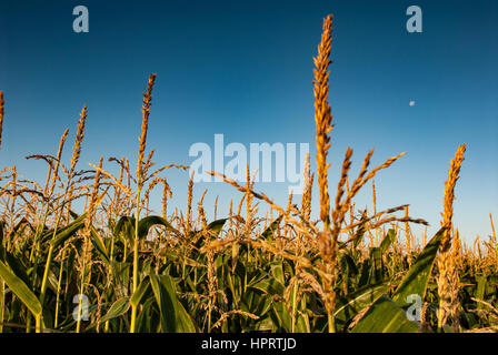 Maize crop ripening in sunny field in England, UK. Stock Photo