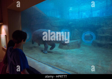 Japan, Hokkaido, Asahikawa-shi, Hippopotamus in Asahiyama Zoo. Stock Photo