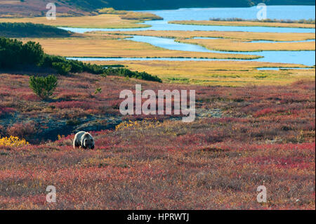 Bear against the background of geyser steam in Kamchatka Stock Photo