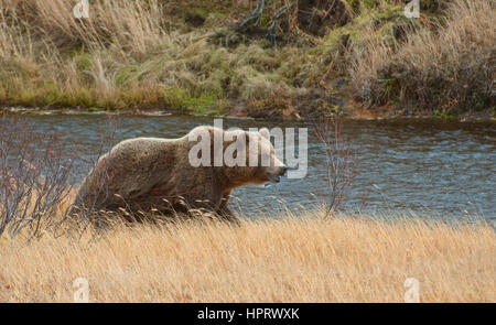 Bear against the background of geyser steam in Kamchatka Stock Photo