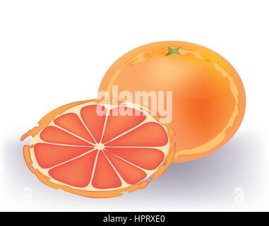 Fresh grapefruit on white background Stock Vector