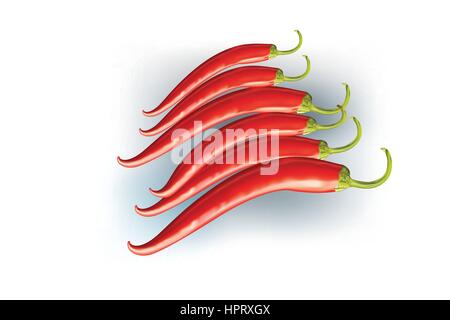 Hot Chillies on white background Stock Vector