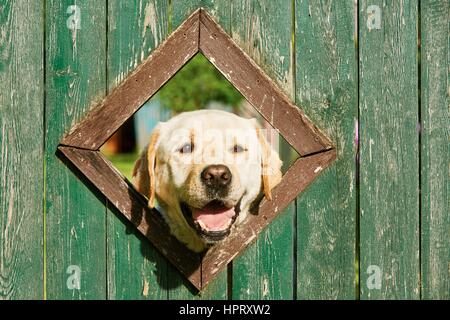 Curious dog is looking from window in wooden fence Stock Photo