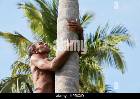 Man is climbing up to palm tree for harvest coconut. Stock Photo