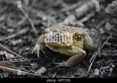 Closeup of American toad resting on forest floor Stock Photo