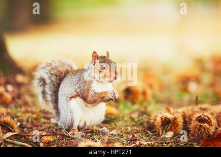 Cute and hungry squirrel eating a chestnut in autumn scene. Hyde park, London, United Kingdom Stock Photo