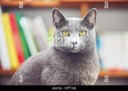 Curious russian blue cat at the home Stock Photo