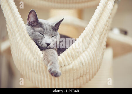 Sleepy russian blue cat at the home Stock Photo