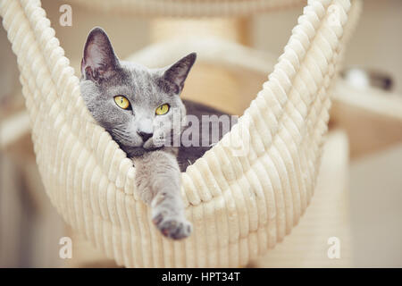 Portrait of the russian blue cat at the home Stock Photo