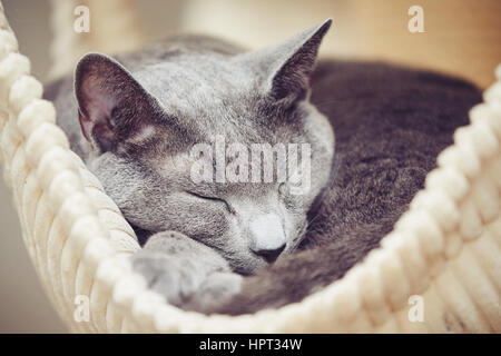 Sleepy russian blue cat at the home Stock Photo