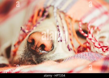 Snout of the sleepy dog (yellow labrador retriever) under the blanket on the bed. Stock Photo