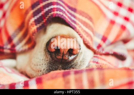 Snout of the sleepy dog (yellow labrador retriever) under the blanket on the bed. Stock Photo