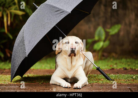 Labrador retriever in rain is waiting under umbrella. Stock Photo