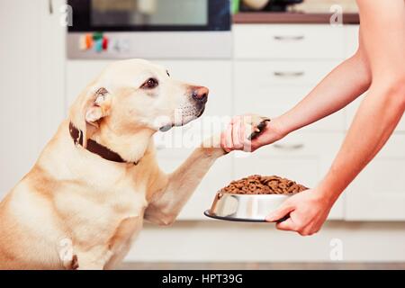 Feeding hungry labrador retriever. The owner gives his dog a bowl of granules.