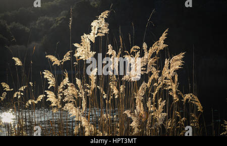 Reeds taken by the salt lake in south Corfu Stock Photo