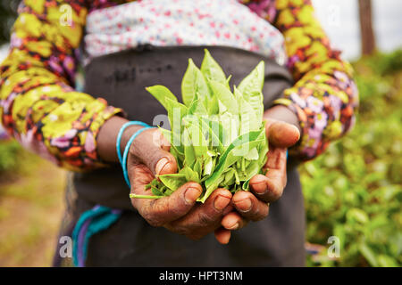 Hands of women from the tea plantation - Sri Lanka Stock Photo