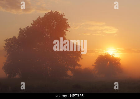 Foggy sunrise on meadow with big tree and orange sun Stock Photo