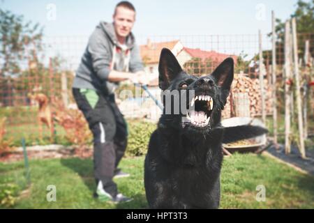 Aggressive dog is barking. Young man with angry black dog on the leash. Stock Photo