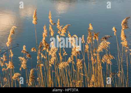 Reeds taken by the salt lake in south Corfu Stock Photo