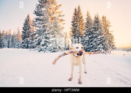 Dog in winter nature. Yellow labrador retriever is walking with stick in mouth during golden sunset. Stock Photo