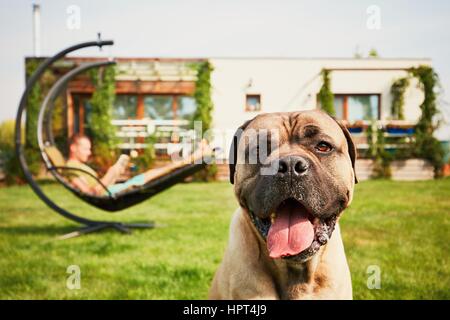 Young man reading book (learning) in the swing and large dog resting on the garden of the modern family house. Stock Photo