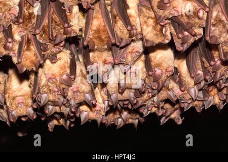 Groups of sleeping bats in cave Stock Photo