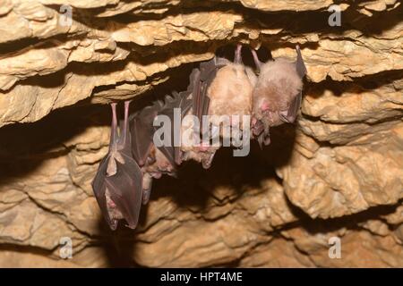 Groups of sleeping bats in cave - Lesser mouse-eared bat (Myotis blythii) and (Rhinolophus hipposideros) - Lesser Horseshoe Bat Stock Photo