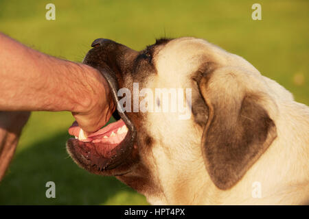 Dog bite - mastiff - selective focus on fangs Stock Photo