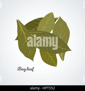 Vector - bay leaves Stock Vector