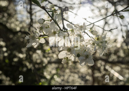 London, UK. 24th Feb, 2017. White cherry blossoms in full bloom against morning sunshine in Wimbledon a day after Storm Doris brings high winds which wreaked havoc in Britain Credit: amer ghazzal/Alamy Live News Stock Photo