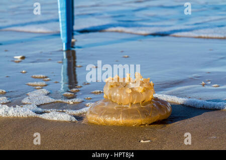 Ainsdale, Merseyside, UK.   UK Weather. 24th February, 2017 Massive Jellyfish and marine plastic washed up after Storm Doris.  Debris in the sea left by a receding tide and shore at Southport, Merseyside consisting of discard plastic items and rare marine life rarely seen on these shores. Credit: MediaWorldImages/AlamyLiveNews