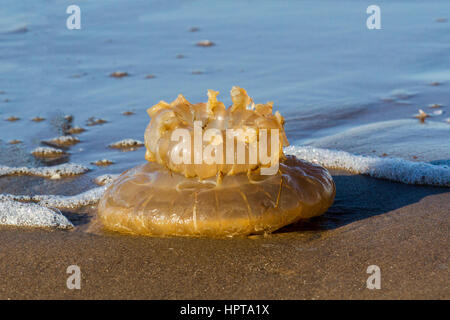Ainsdale, Merseyside, UK.   UK Weather. 24th February, 2017 Massive Jellyfish and marine plastic washed up after Storm Doris.  Debris in the sea left by a receding tide and shore at Southport, Merseyside consisting  rare marine life rarely seen on these shores. Credit: MediaWorldImages/AlamyLiveNews